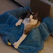 Morpheus is registered to the contest to win money with this photo: cat, animal, pet, feline, blue_blanket, plush, cozy, indoor, carpet, paw, relaxed, stretching, fur, whiskers, ears, floor, resting, home, cute, comfort