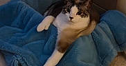 Morpheus is registered to the contest to win money with this photo: animal, blue_blanket, carpet, cat, comfort, cozy, cute, ears, feline, floor, fur, home, indoor, paw, pet, plush, relaxed, resting, stretching, whiskers