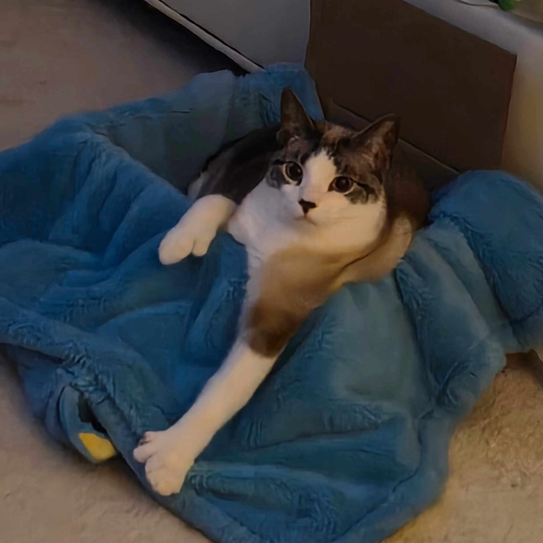 Morpheus is registered to the contest to win money with this photo: cat, animal, pet, feline, blue_blanket, plush, cozy, indoor, carpet, paw, relaxed, stretching, fur, whiskers, ears, floor, resting, home, cute, comfort