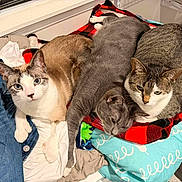 Morpheus is registered to the contest to win money with this photo: animal, blanket, cat, cats, clothing, cozy, cute, feline, fur, gray_cat, indoor, pet, pets, pile, relaxing, resting, sleepy, tabby, white_paw, window
