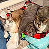 animal, blanket, cat, cats, clothing, cozy, cute, feline, fur, gray_cat, indoor, pet, pets, pile, relaxing, resting, sleepy, tabby, white_paw, window