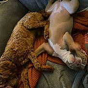 Luna is registered to the contest to win money with this photo: art, claw, comfort, companion_dog, dog, dog_breed, fawn, foot, fur, human_leg, iguania, linens, nap, paw, reptile, scaled_reptile, sleep, snout, tail, terrestrial_animal