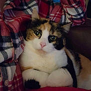 Mini is registered to the contest to win money with this photo: animal, calico_cat, cat, closeup, comfort, cozy, cute, domestic_cat, ears, eyes, feline, fur, indoor, lap, person, pet, plaid_shirt, portrait, resting, whiskers