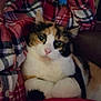 animal, calico_cat, cat, closeup, comfort, cozy, cute, domestic_cat, ears, eyes, feline, fur, indoor, lap, person, pet, plaid_shirt, portrait, resting, whiskers