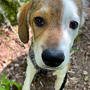 Kaïro participe au concours pour gagner de l'argent avec cette photo : animal, black_nose, brown, canine, close_up, curious, dog, ears, eyes, forest_floor, fur, leaf, leash, nature, outdoor, pet, portrait, snout, white, young_dog