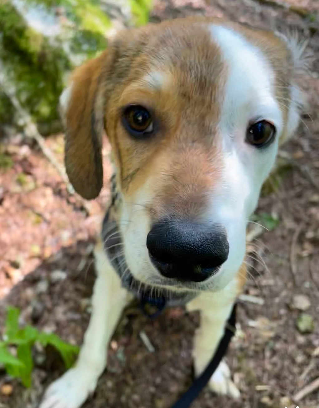 Kaïro participe au concours pour gagner de l'argent avec cette photo : animal, black_nose, brown, canine, close_up, curious, dog, ears, eyes, forest_floor, fur, leaf, leash, nature, outdoor, pet, portrait, snout, white, young_dog