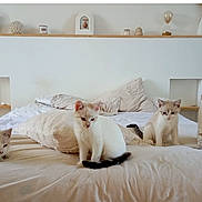 Gaby participe au concours pour gagner de l'argent avec cette photo : kitten, cat, bed, pillow, indoor, furniture, white, gray, pets, animal, cute, resting, sitting, fur, home, cozy, minimalist, decor, quiet, soft