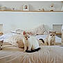 kitten, cat, bed, pillow, indoor, furniture, white, gray, pets, animal, cute, resting, sitting, fur, home, cozy, minimalist, decor, quiet, soft