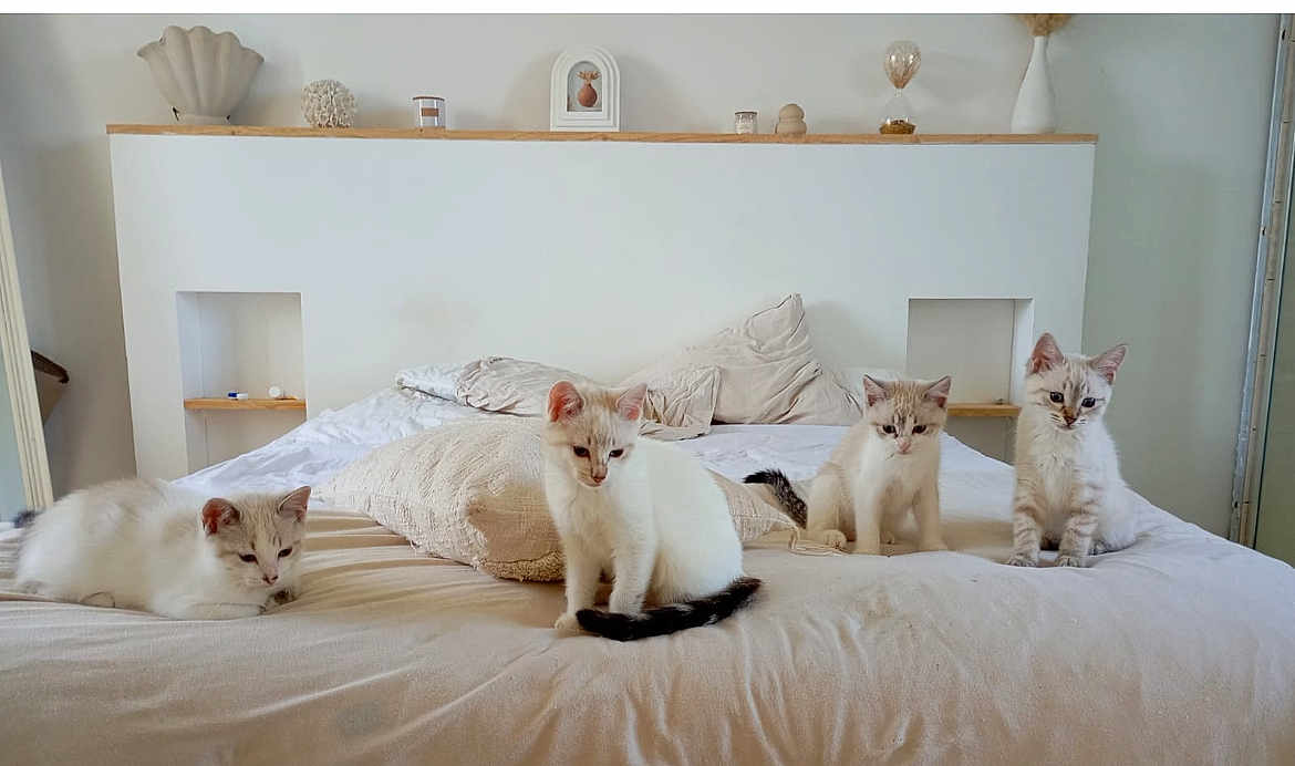 Gaby participe au concours pour gagner de l'argent avec cette photo : kitten, cat, bed, pillow, indoor, furniture, white, gray, pets, animal, cute, resting, sitting, fur, home, cozy, minimalist, decor, quiet, soft