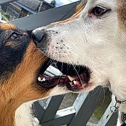 Kaïro Et Taïgo a rejoint le concours — aidez-le/la à gagner de superbes lots ! dog, close_up, animal, pet, outdoor, fence, sky, playful, snout, mouth, teeth, fur, collar, daylight, friendship, canine, interaction, nature, tongue, expression