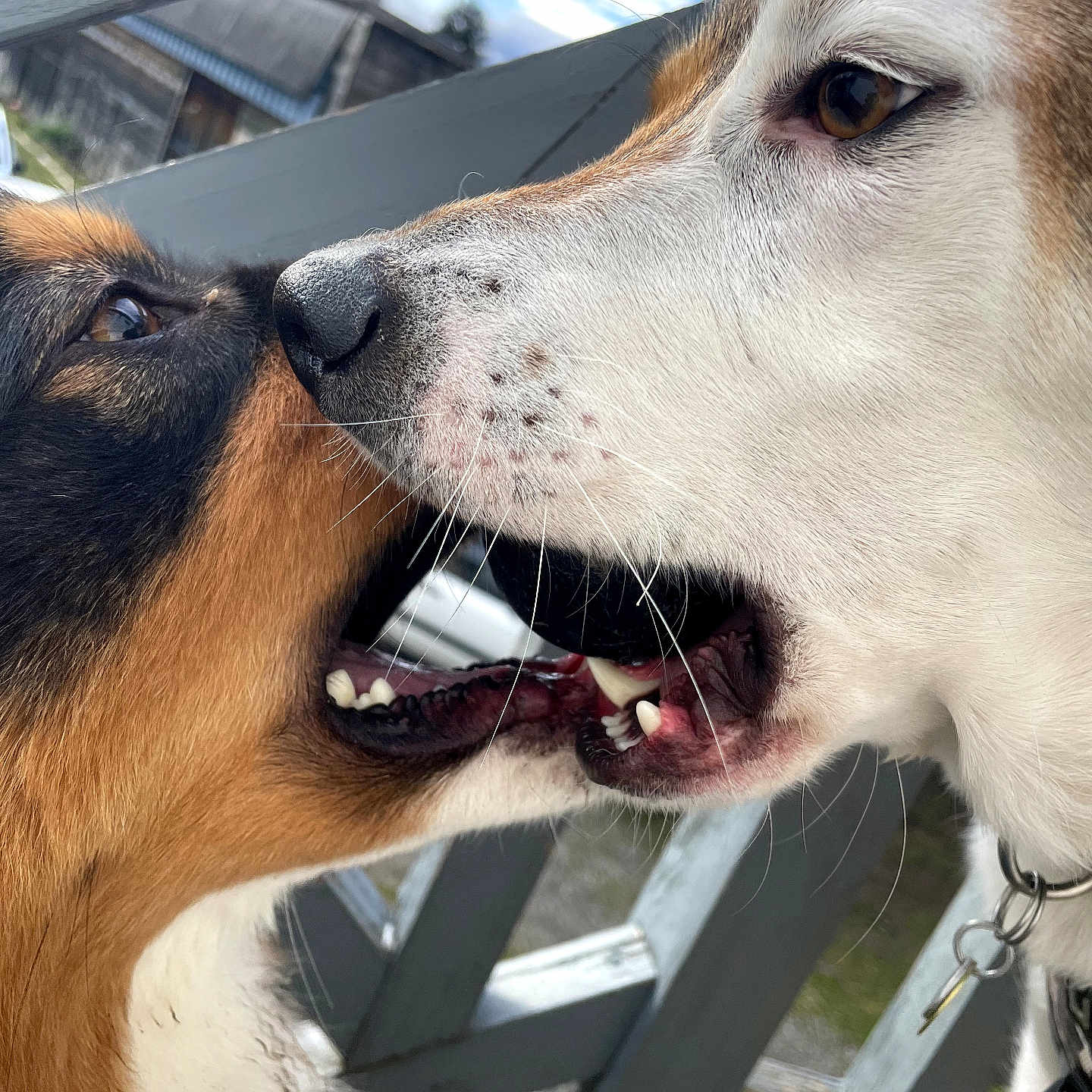 Kaïro Et Taïgo a rejoint le concours — aidez-le/la à gagner de superbes lots ! dog, close_up, animal, pet, outdoor, fence, sky, playful, snout, mouth, teeth, fur, collar, daylight, friendship, canine, interaction, nature, tongue, expression