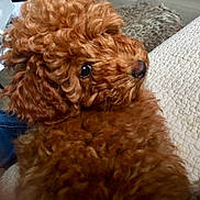 Naïka a rejoint le concours — aidez-le/la à gagner de superbes lots ! dog, curly_hair, fluffy, reddish_brown, pet, indoor, close_up, resting, texture, cozy, animal, cute, companion, fur, snout, nuzzle, portrait, looking_away, relaxed, domestic