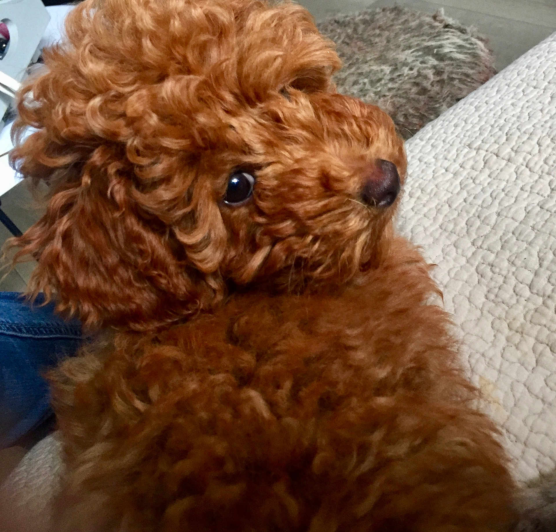 Naïka a rejoint le concours — aidez-le/la à gagner de superbes lots ! dog, curly_hair, fluffy, reddish_brown, pet, indoor, close_up, resting, texture, cozy, animal, cute, companion, fur, snout, nuzzle, portrait, looking_away, relaxed, domestic