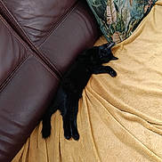 ébène participe au concours pour gagner de l'argent avec cette photo : cat, black_cat, sleeping, relaxed, lying_down, pet, animal, sofa, couch, leather, blanket, yellow_blanket, pillow, tropical, indoor, home, furniture, cozy, nap, portrait