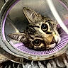 Muizza a rejoint le concours — aidez-le/la à gagner de superbes lots ! animal, cat, close_up, cone, cute, fabric, funny, fur, green_eyes, indoor, pet, portrait, protective_collar, purple, recovery, tabby_cat, textured_background, veterinary, whiskers, wide_eyes
