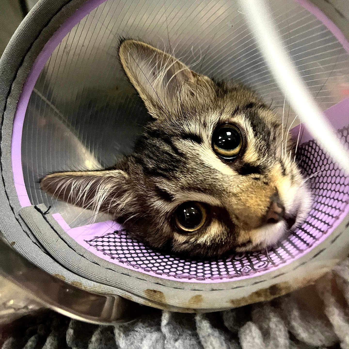Muizza a rejoint le concours — aidez-le/la à gagner de superbes lots ! animal, cat, close_up, cone, cute, fabric, funny, fur, green_eyes, indoor, pet, portrait, protective_collar, purple, recovery, tabby_cat, textured_background, veterinary, whiskers, wide_eyes