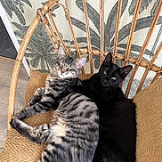 Muizza a rejoint le concours — aidez-le/la à gagner de superbes lots ! alert, animal_portrait, black_cat, black_fur, cats, cozy, cushions, felines, home, indoor, kitten, leafy_background, lounging, pets, rattan_chair, sitting, sleepy, striped_fur, tabby_cat, tropical_wallpaper