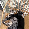 alert, animal_portrait, black_cat, black_fur, cats, cozy, cushions, felines, home, indoor, kitten, leafy_background, lounging, pets, rattan_chair, sitting, sleepy, striped_fur, tabby_cat, tropical_wallpaper