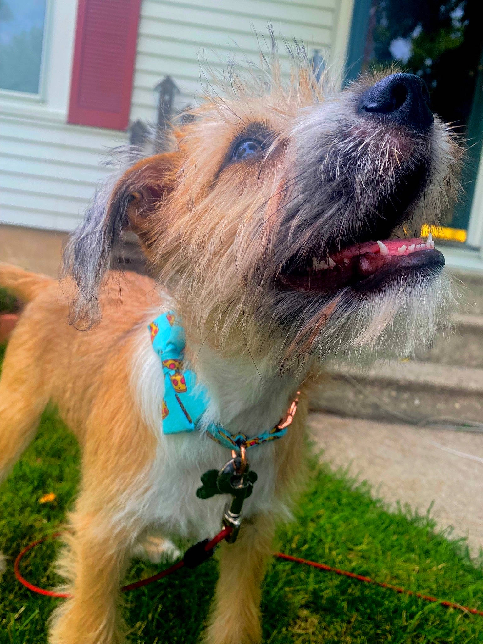Juneau is registered to the contest to win money with this photo: carnivore, collar, companion_dog, dog, dog_breed, dog_collar, dog_supply, eyewear, fawn, grass, leash, mammal, pet_supply, small_terrier, snout, terrier, toy_dog, vertebrate, window, working_animal