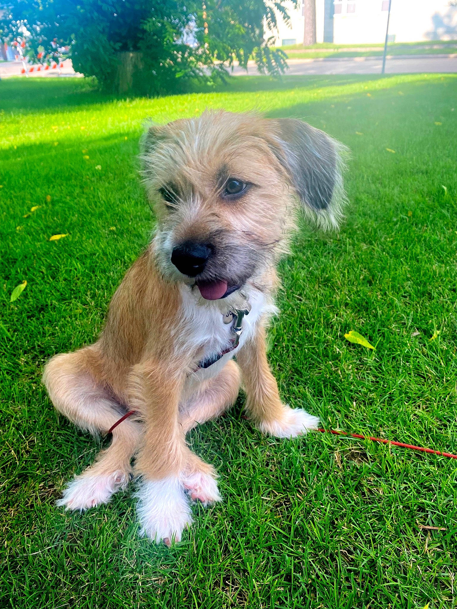 Juneau joined the competition — help win amazing prizes! backyard, canidae, carnivore, clock, companion_dog, dog, dog_breed, garden, garden_hose, grass, green, groundcover, landscaping, lawn, people_in_nature, plant, small_terrier, sporting_group, tree, yard