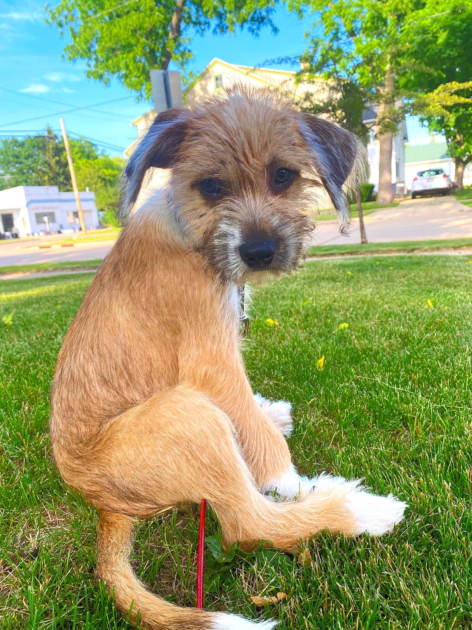 Juneau joined the competition — help win amazing prizes! airedale_terrier, blue, canidae, carnivore, cloud, companion_dog, dog, dog_breed, fawn, grass, liver, plant, sky, snout, sporting_group, tail, terrestrial_animal, terrier, tree, working_animal