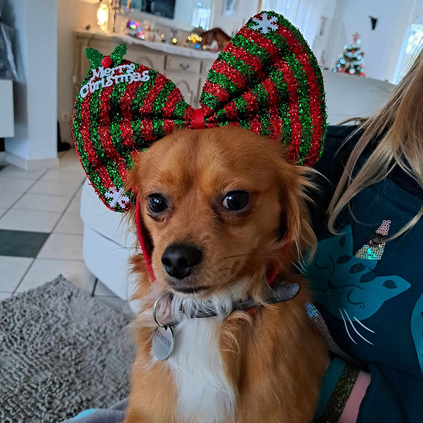 Timon a rejoint le concours — aidez-le/la à gagner de superbes lots ! adult, animal, architecture, building, canine, cap, clothing, couch, dog, female, furniture, hat, indoors, knitwear, livingroom, person, pet, room, sweater, woman