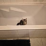 Loupiotte a rejoint le concours — aidez-le/la à gagner de superbes lots ! kitten, cat, bathtub, bathroom, tile, floor, curious, pet, animal, indoor, white, small, fur, ears, eyes, clean, mat, corner, playful, alone