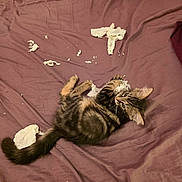 Loupiotte participe au concours pour gagner de l'argent avec cette photo : kitten, cat, tabby, bed, purple_bedspread, tissue_paper, shredded_paper, playful, pet, fur, whiskers, paws, tail, indoor, animal, mischievous, young_cat, cute, looking_up, sleeping_area