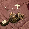 kitten, cat, tabby, bed, purple_bedspread, tissue_paper, shredded_paper, playful, pet, fur, whiskers, paws, tail, indoor, animal, mischievous, young_cat, cute, looking_up, sleeping_area