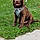 Sir Duke