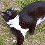 animal, black_fur, cat, close_up, collar, curious, daylight, feline, grass, ground, laying_down, mammal, nature, outdoor, pet, playful, relaxing, tuxedo_cat, whiskers, white_fur