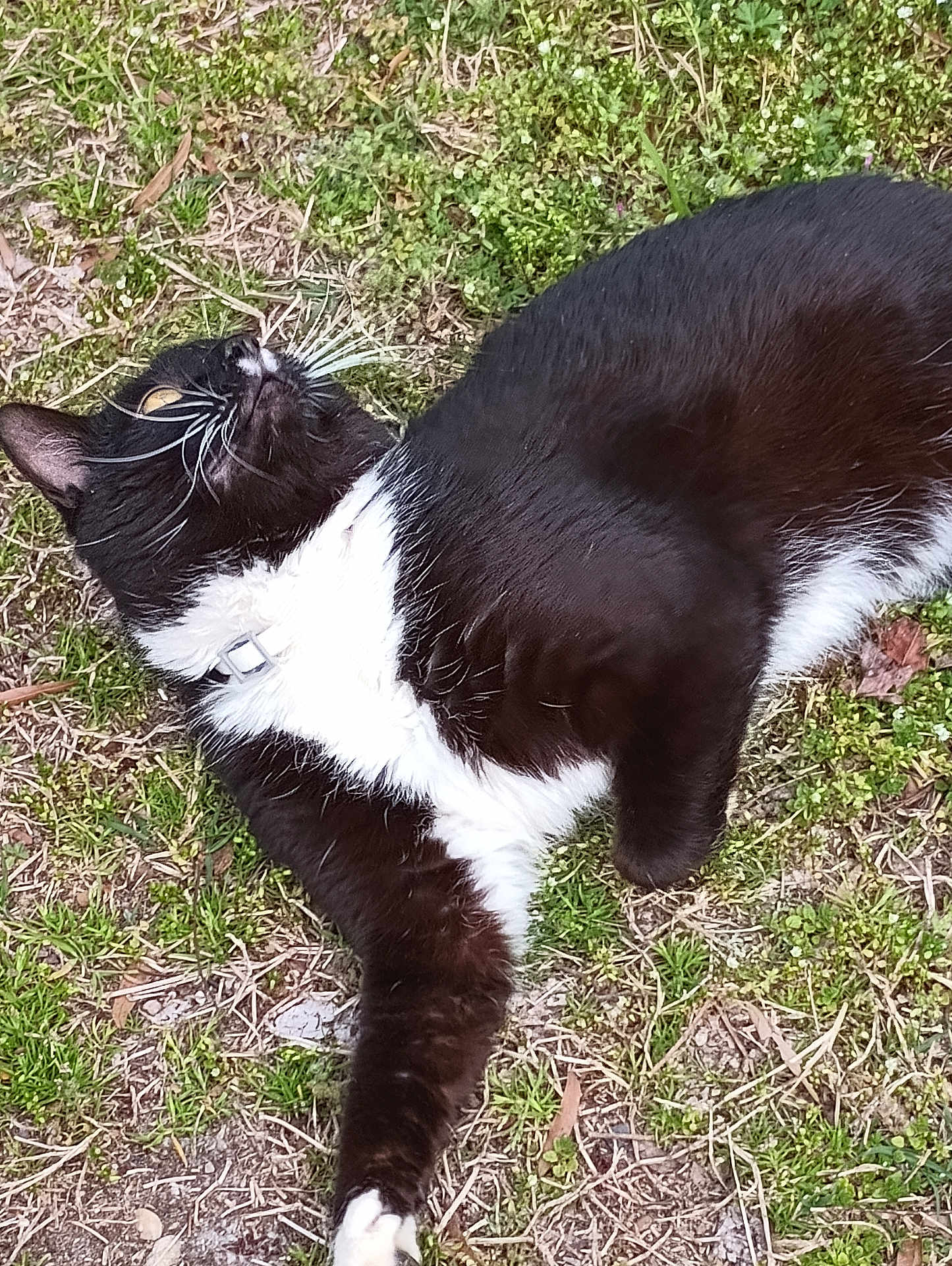 Fritz