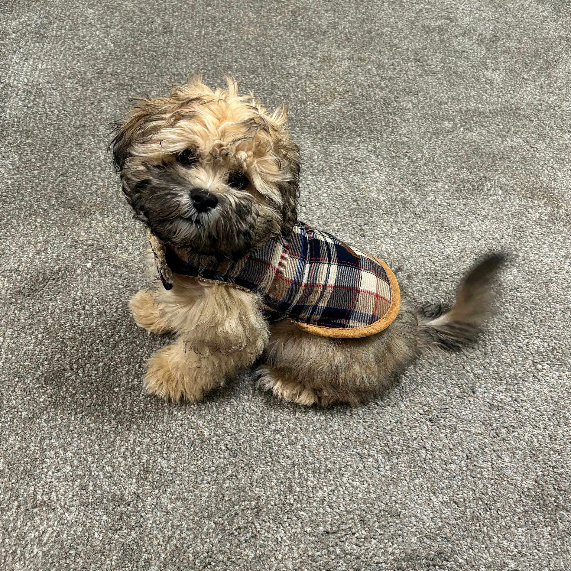 Ozzy joined the competition — help win amazing prizes! accessories, affenpinscher, animal, canine, cap, cat, clothing, cockerspaniel, dog, formalwear, hat, hound, kitten, pet, poodle, puppy, strap, terrier, tie, whitedog