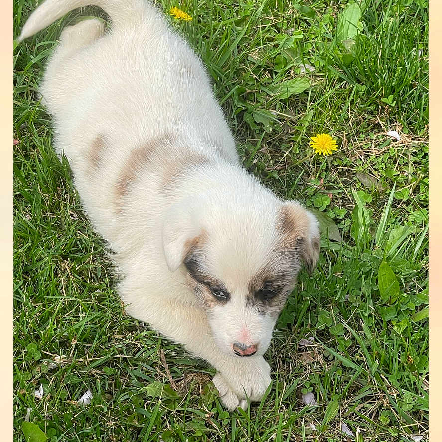 Bandit is registered to the contest to win money with this photo: adorable, animal, brown, cute, dandelion, daylight, dog, fur, grass, leaf, lying_down, nature, outdoor, paw, pet, playful, puppy, small, white, young
