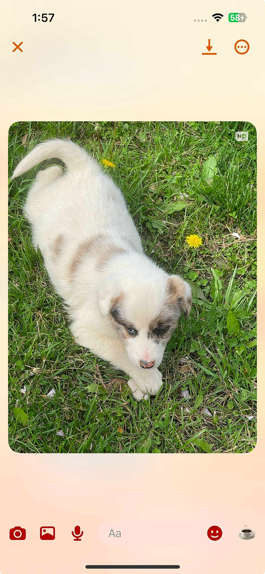 Bandit