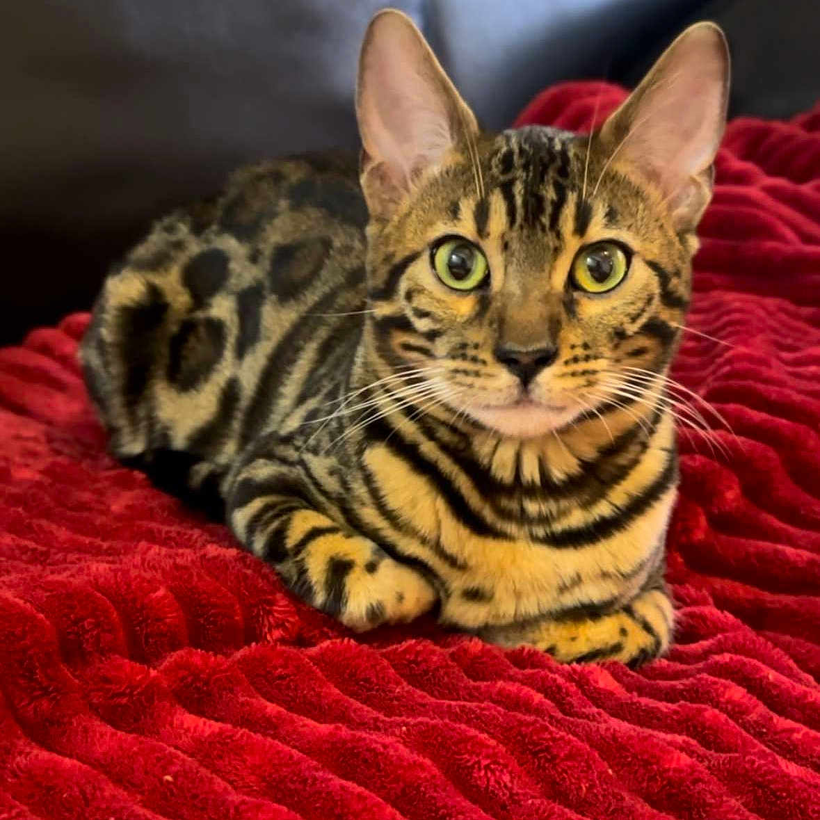 Vyking a rejoint le concours — aidez-le/la à gagner de superbes lots ! abyssinian, animal, blanket, cat, cushion, egyptiancat, homedecor, kitten, ocelot, pet