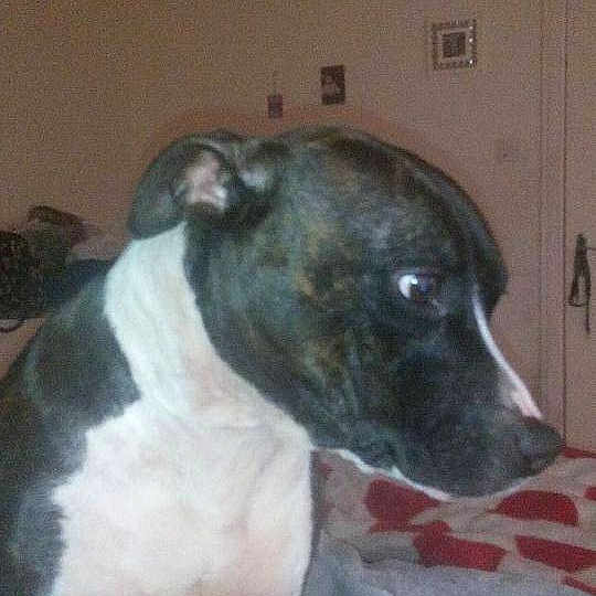 Tazzie is registered to the contest to win money with this photo: