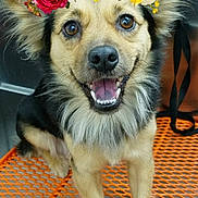 Angela joined the competition — help win amazing prizes! dog, puppy, canine, flower_crown, flowers, floral, happy, smiling, open_mouth, fluffy, fur, portrait, standing, outdoor, orange_platform, mesh, close_up, adorable, pet, animal