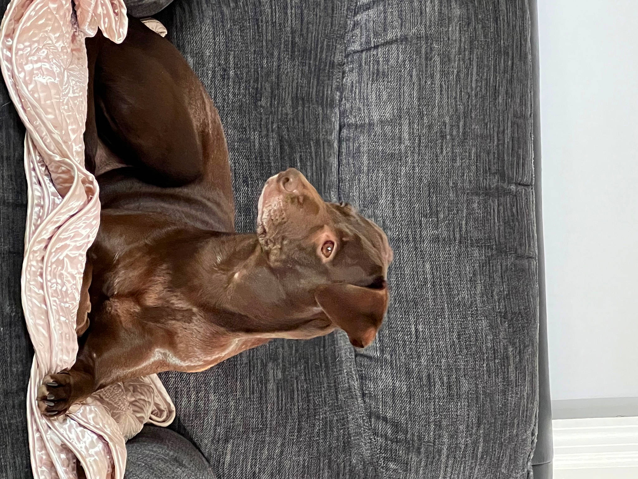 Luna joined the competition — help win amazing prizes! art, artifact, bronze_sculpture, canidae, fawn, felidae, gesture, hardwood, liver, monument, plant, sculpture, snout, sporting_group, statue, terrestrial_animal, tree, trunk, wood, wrinkle