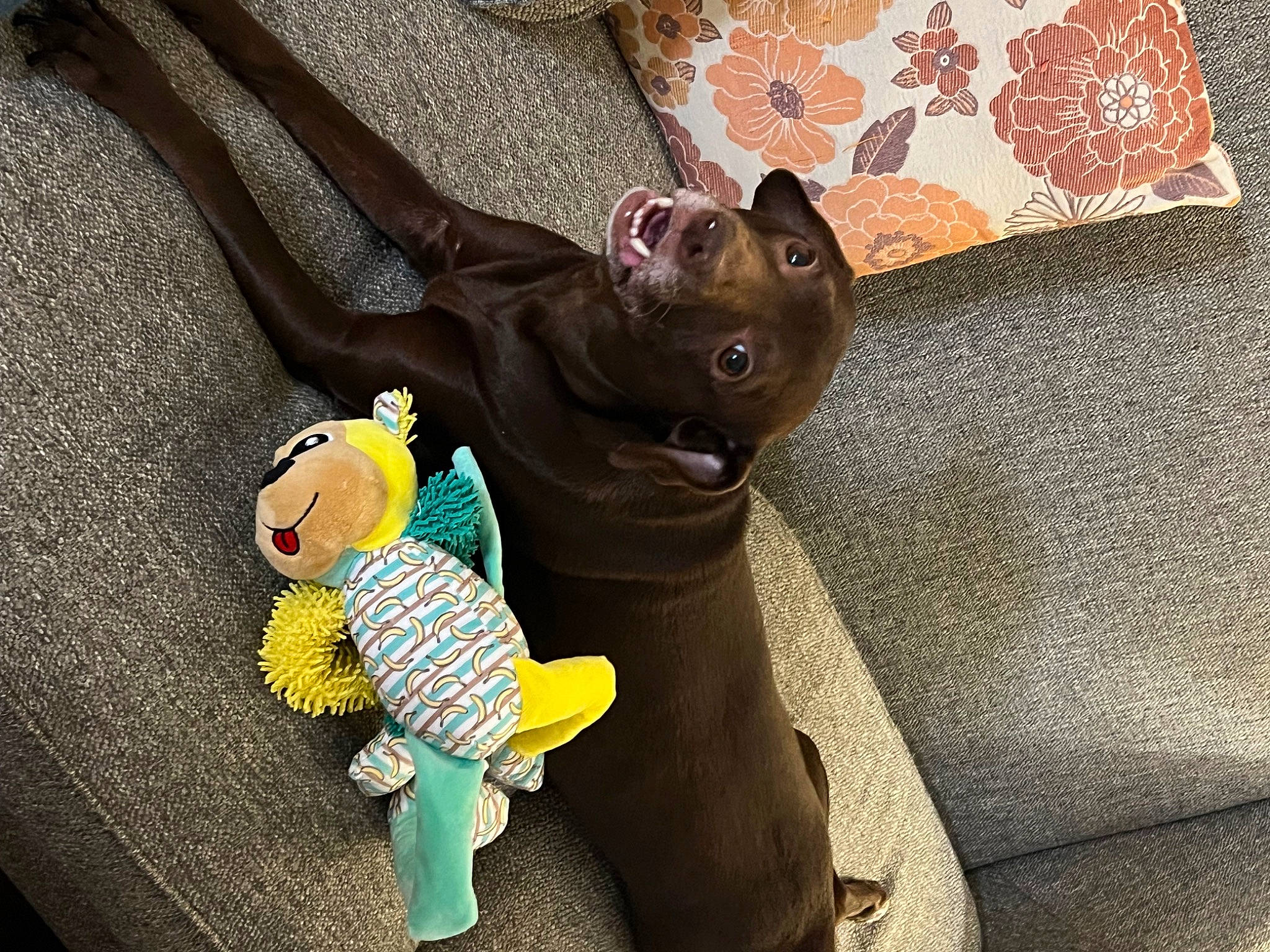 Luna is registered to the contest to win money with this photo: action_figure, animation, baby_toys, comfort, companion_dog, dog_breed, fashion_accessory, fawn, felidae, fictional_character, fur, gesture, happy, plush, room, stuffed_toy, textile, toy, toy_dog, working_animal