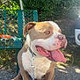 Oslo participe au concours pour gagner de l'argent avec cette photo : dog, pitbull, leash, tongue_out, outdoor, sunlight, bench, greenery, grass, side_view, pet, animal, happy, panting, sitting, collar, chain, path, daytime, nature