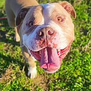 Oslo participe au concours pour gagner de l'argent avec cette photo : dog, tongue, happy, outdoor, grass, pet, canine, animal, sunlight, brown, white, closeup, playful, nature, friendly, summer, muzzle, ears, ground, daylight