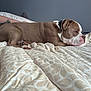 Oslo a rejoint le concours — aidez-le/la à gagner de superbes lots ! dog, bed, blanket, tattoo, resting, indoor, animal, pet, brown, white, pattern, comfortable, relaxed, canine, fur, paw, collar, human_arm, quiet, home