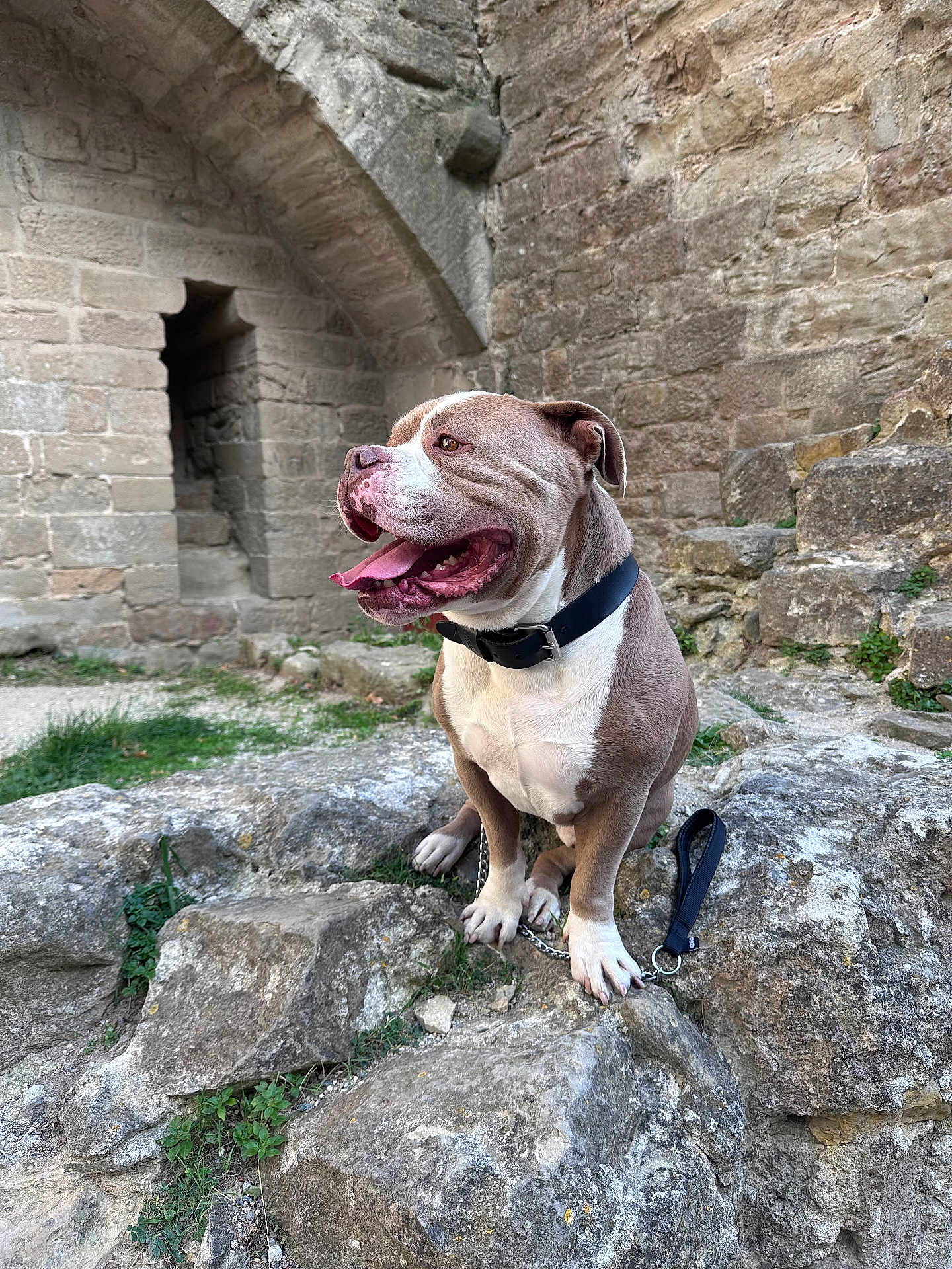 Oslo participe au concours pour gagner de l'argent avec cette photo : dog, animal, pet, collar, stone, ruins, archway, outdoor, panting, happy, brown_and_white, sitting, leash, rock, grass, nature, old_wall, ancient, canine, daylight