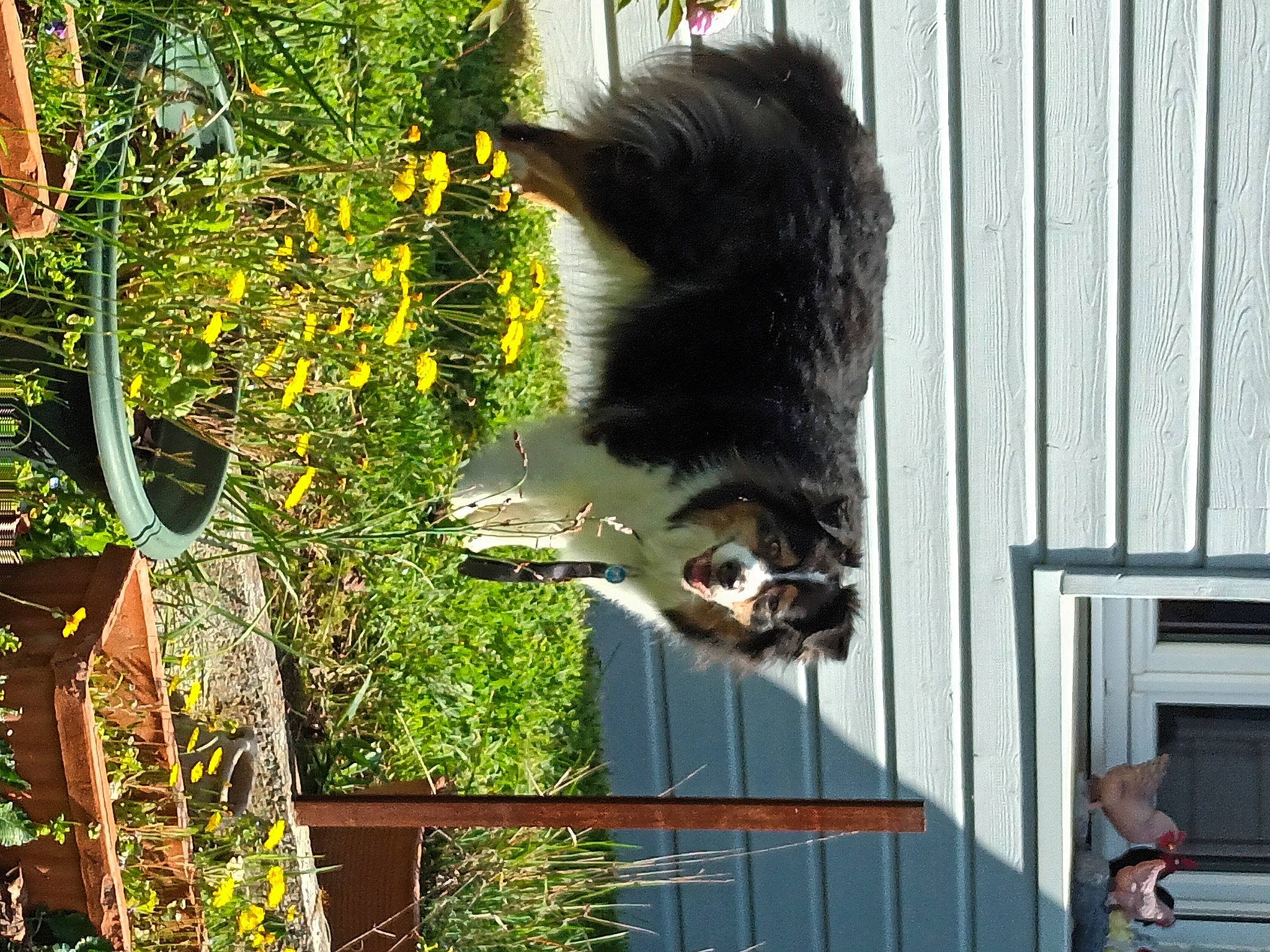 Jéna participe au concours pour gagner de l'argent avec cette photo : annual_plant, canidae, carnivore, cat, dog_breed, domestic_short_haired_cat, felidae, flower, fur, grass, pet_supply, plant, small_to_medium_sized_cats, sporting_group, tail, terrestrial_animal, tree, whiskers, wildlife, window