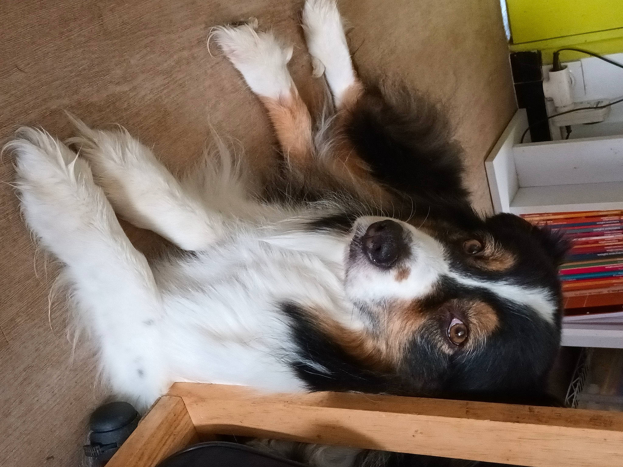 Jéna participe au concours pour gagner de l'argent avec cette photo : canidae, carnivore, comfort, companion_dog, dog, dog_breed, fur, hardwood, paw, snout, sporting_group, tail, wood, working_animal