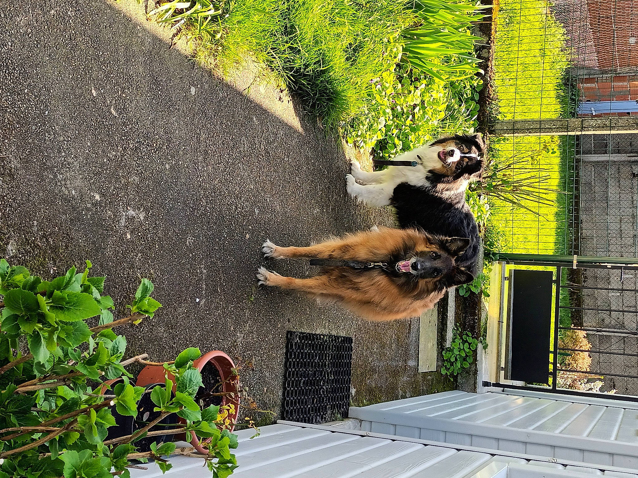 Jéna participe au concours pour gagner de l'argent avec cette photo : art, asphalt, brickwork, companion_dog, dog, dog_breed, facade, fawn, flooring, grass, landscaping, leisure, mammal, plant, road_surface, shadow, shrub, sidewalk, tail, tree