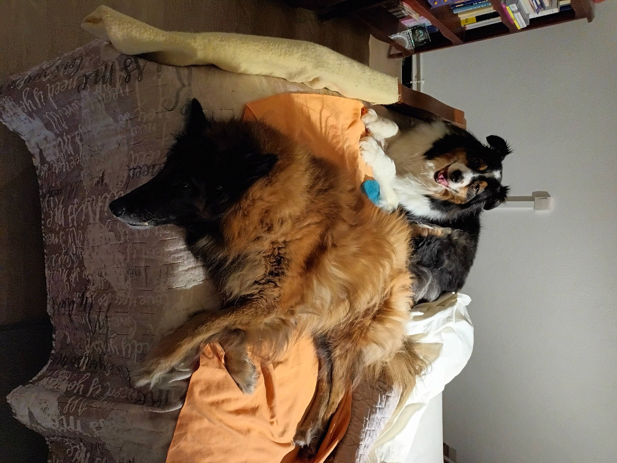 Jéna a rejoint le concours — aidez-le/la à gagner de superbes lots ! canidae, carnivore, comfort, companion_dog, dog, dog_breed, fawn, felidae, fur, fur_clothing, natural_material, room, small_to_medium_sized_cats, sporting_group, tail