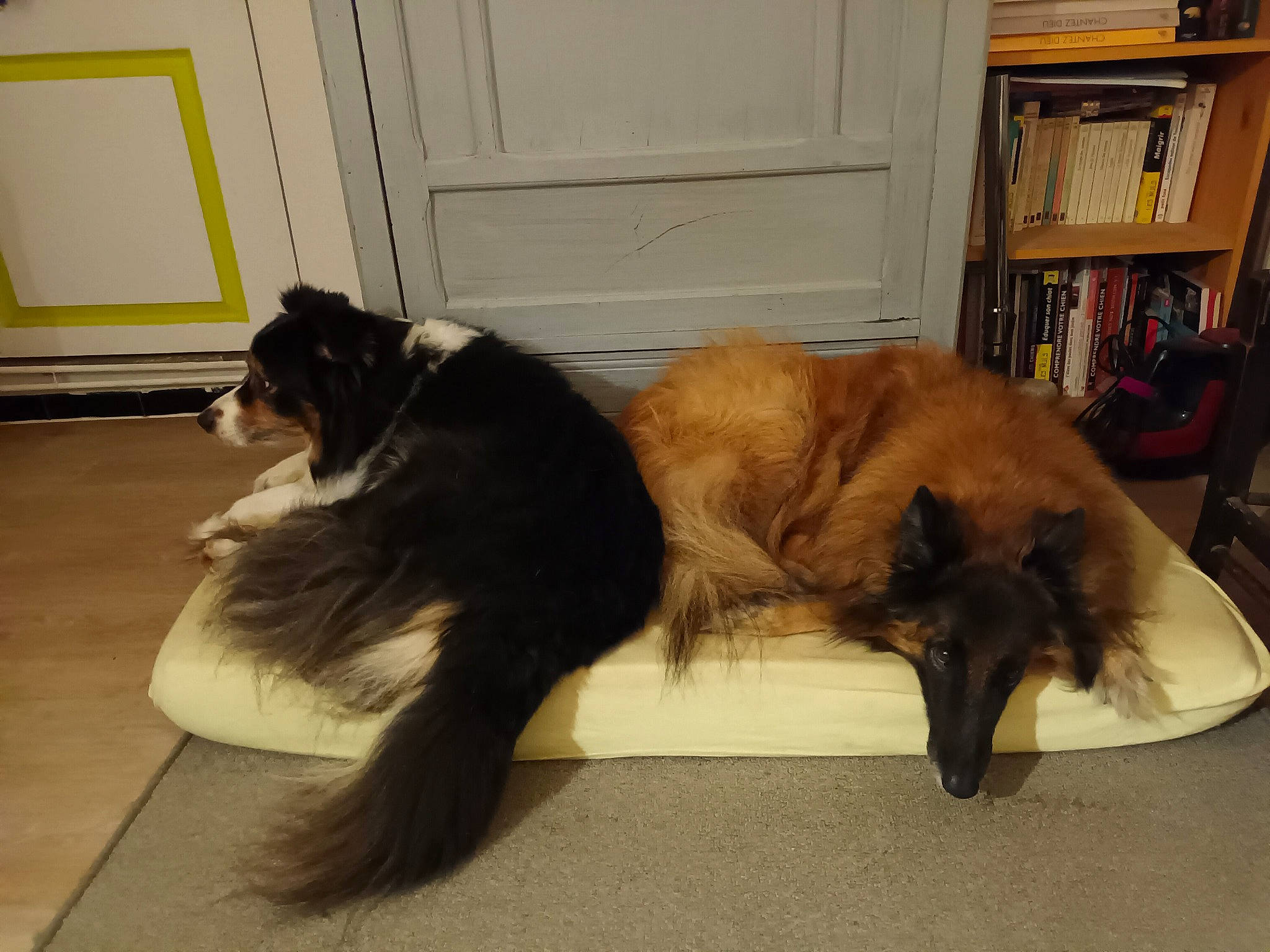 Galia a rejoint le concours — aidez-le/la à gagner de superbes lots ! bookcase, canidae, carnivore, comfort, companion_dog, dog, dog_breed, door, fawn, flooring, fur, liver, paw, shelf, shelving, snout, sporting_group, tail, tints_and_shades, working_animal