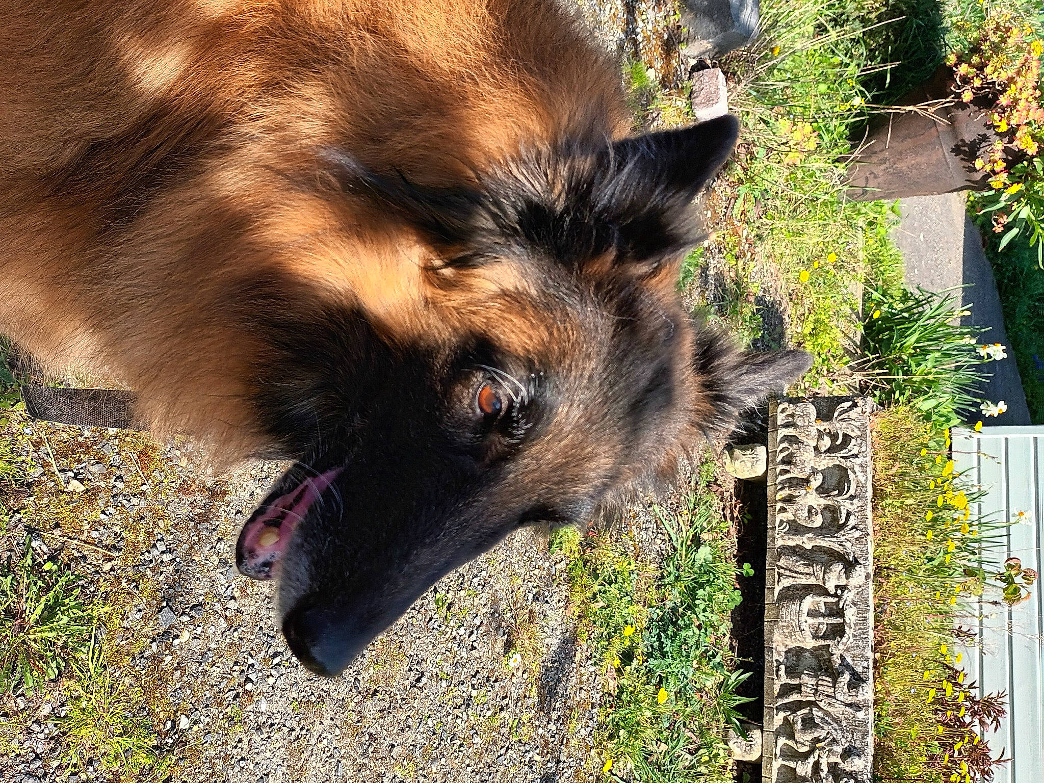 Galia participe au concours pour gagner de l'argent avec cette photo : canidae, canis, carnivore, dog, dog_breed, east_european_shepherd, fawn, fur, german_shepherd_dog, grass, herding_dog, king_shepherd, old_german_shepherd_dog, plant, snout, sporting_group, terrestrial_animal, whiskers, wildlife, working_animal